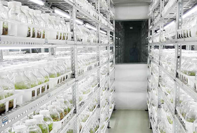 云南植物组培工厂案列